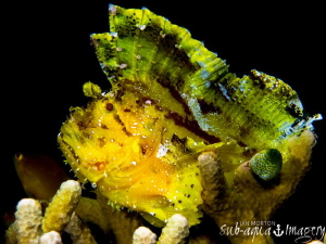 Leaf Scorpion Fish sitting proud.
 by Jan Morton 
